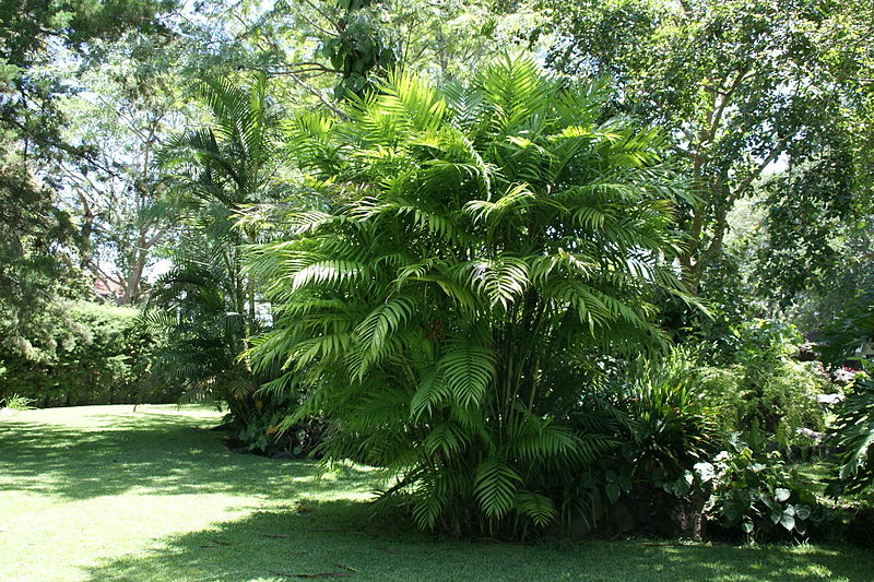 Виды пальмовых деревьев
