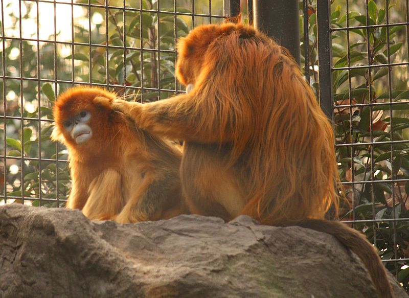 Cub with Parent