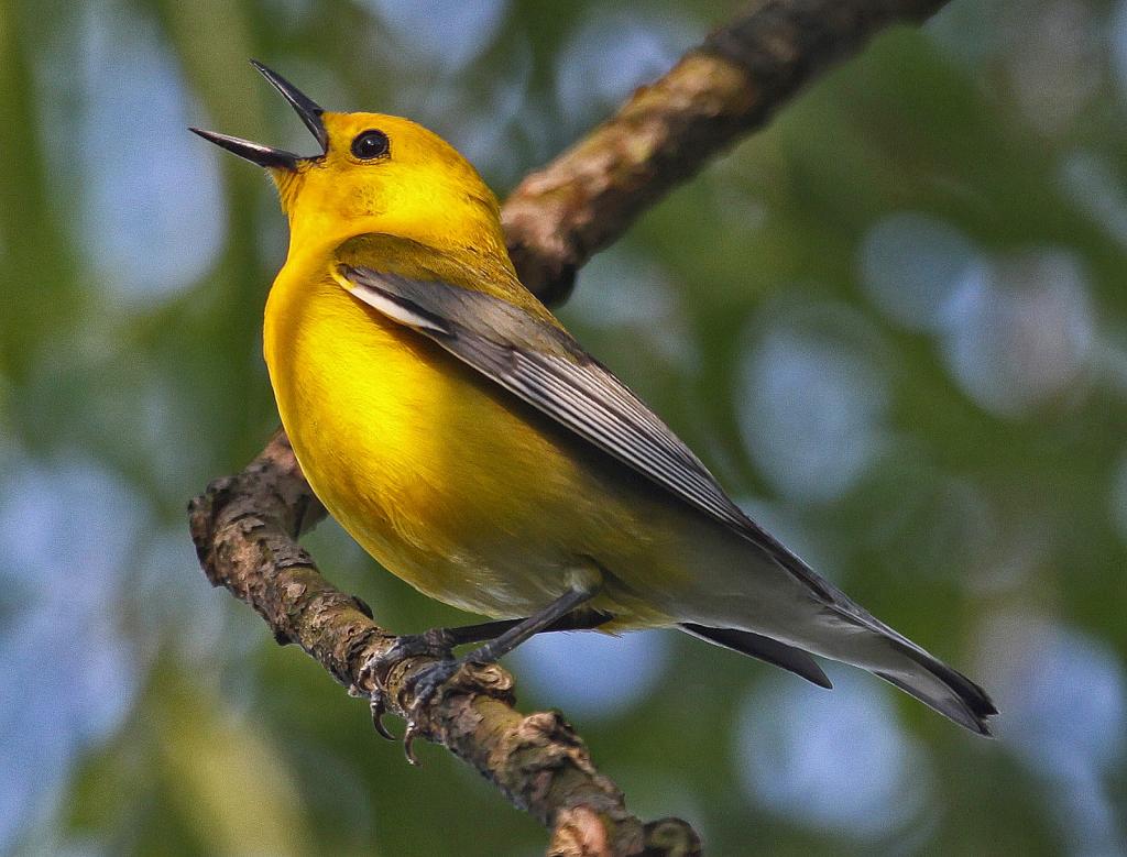 Птицы с ярко желтой грудкой фото и название