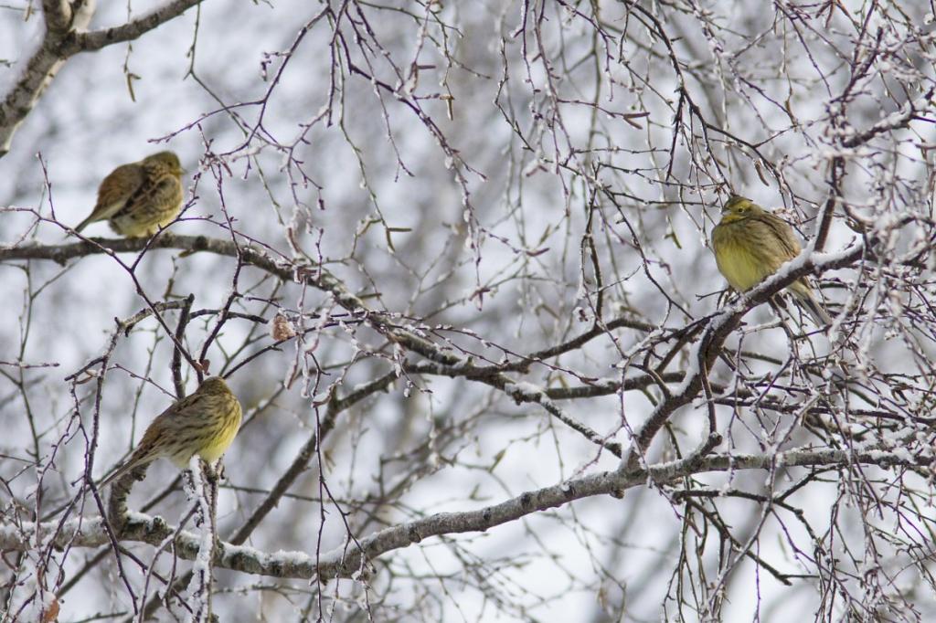 Flock of oatmeal