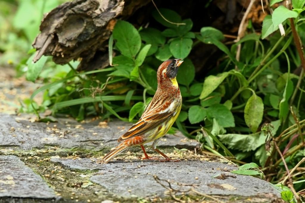 Dubrovnik bird