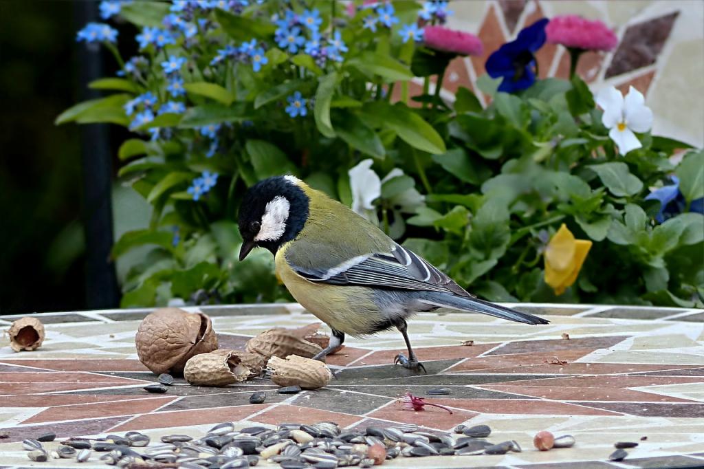 Yellow belly bird