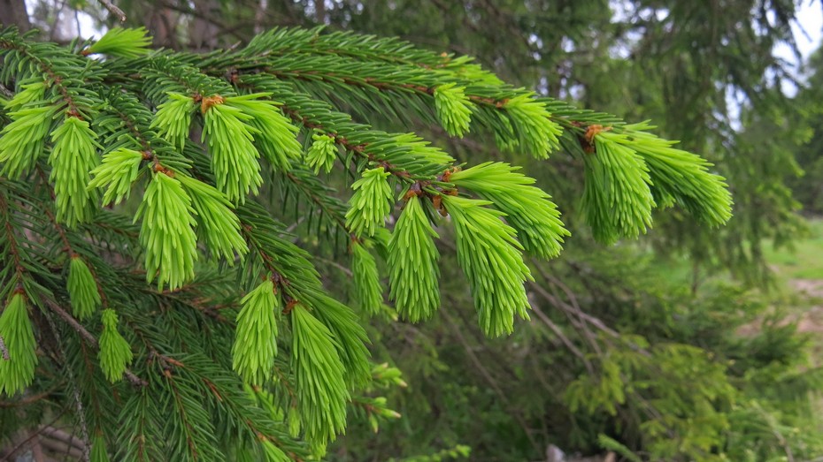 Needles of spruce