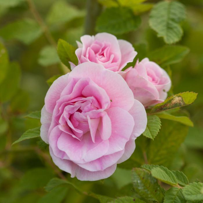 роза мартин фробишер