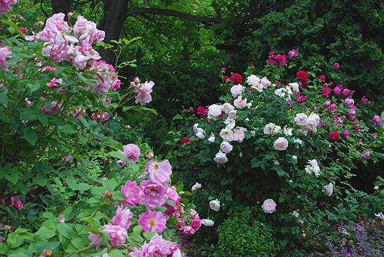 роза мартин фробишер канадская, парковая
