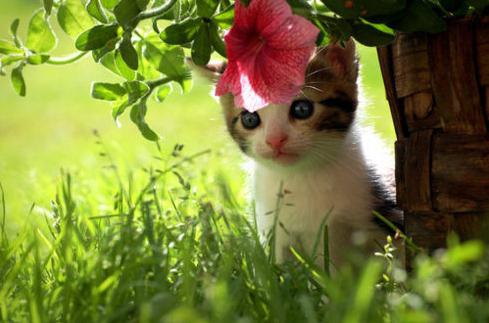 Какие цветы едят кошки