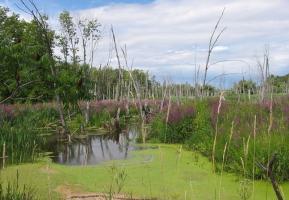 Meshchersky lakes or Meshchersky lowland