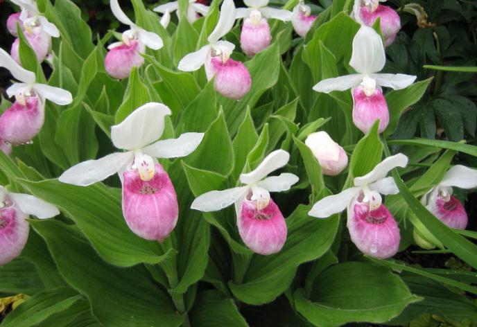 Orchid Venus slipper