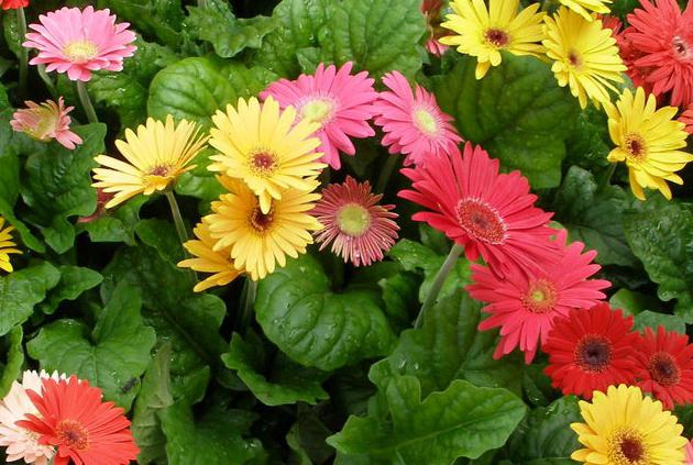 Daisies in the garden, views