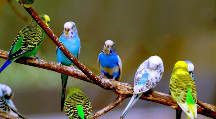 Сколько видов попугаев существует в мире?