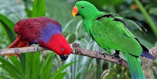 how many species of parrots are there in the world of photos