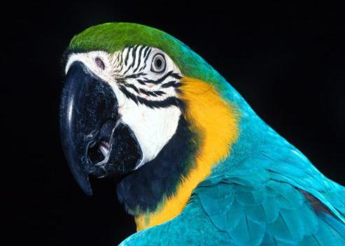Сколько видов попугаев существует в природе?