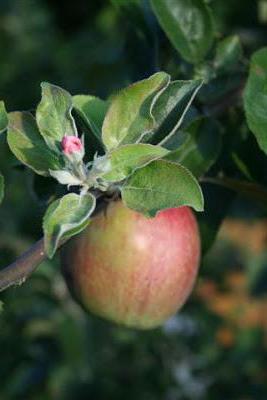 почему зацвела яблоня в августе примета