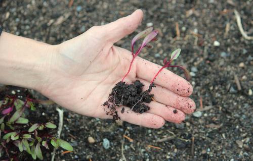 how to plant beets with seeds in the ground and seedlings