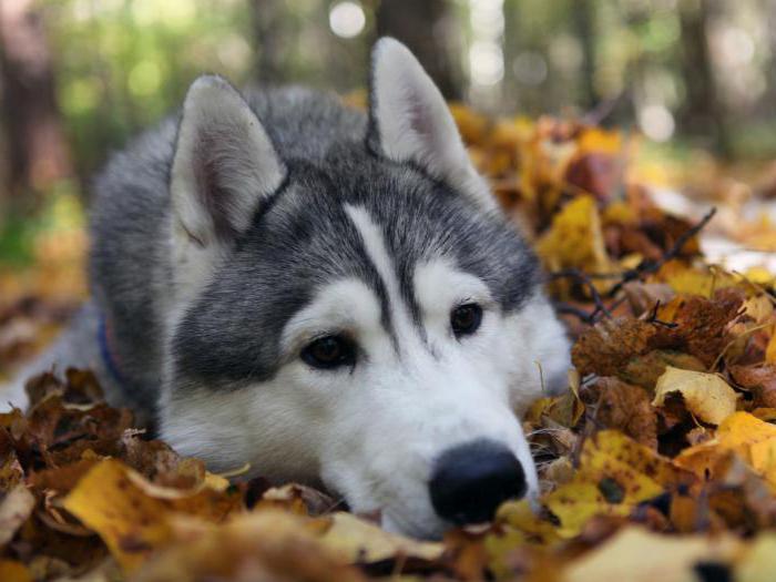 клички для хаски девочки