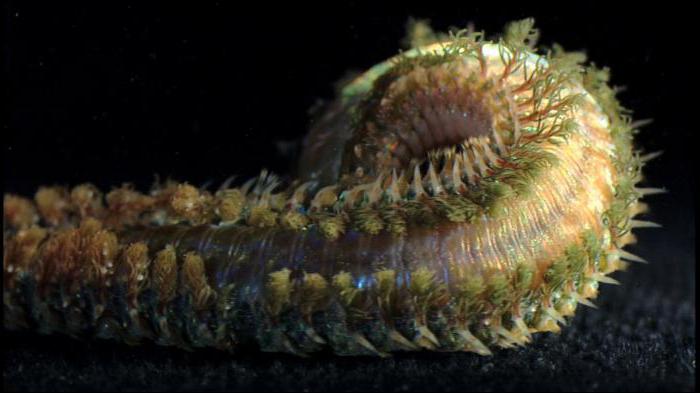 Морские кольчатые черви картинки