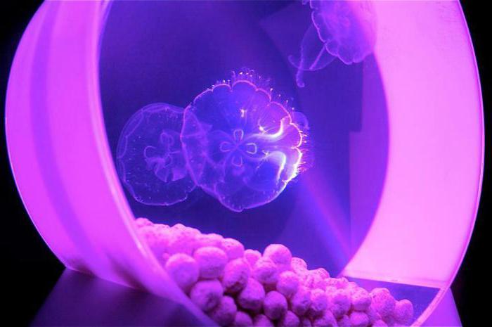 аквариум с медузами цена