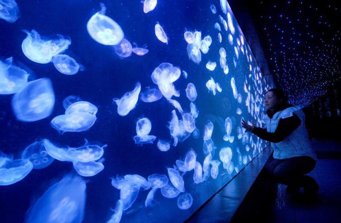 аквариум с медузами