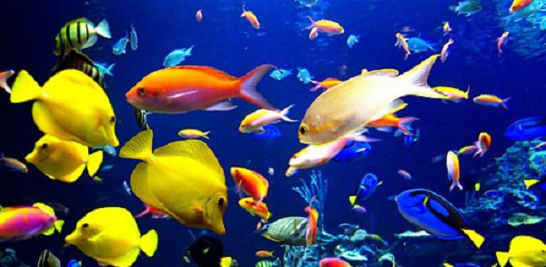 Таблица совместимости аквариумных рыб