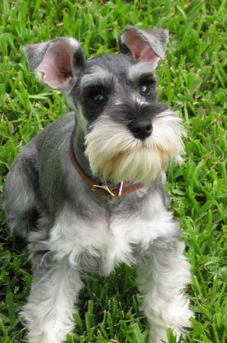 miniature schnauzer color