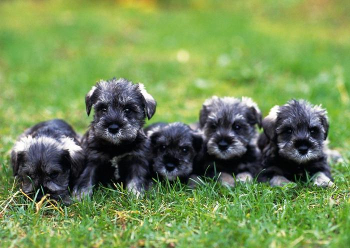 miniature schnauzer breed description