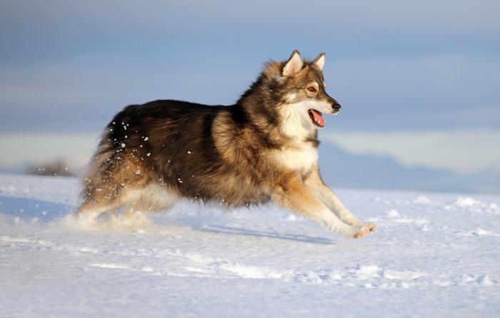 скрещивание волка и собаки
