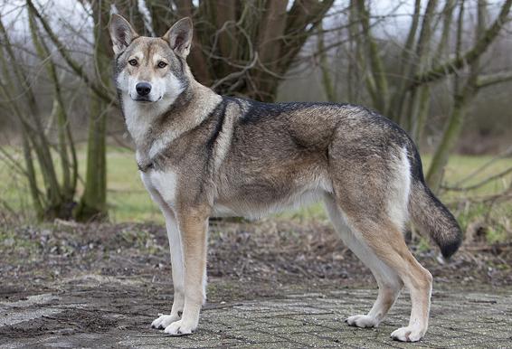 Собаки похожие на волков порода фото