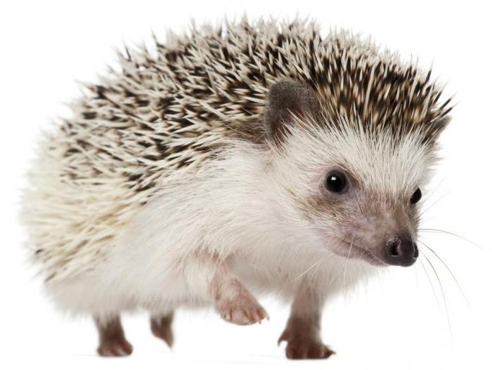 give a name to the hedgehog