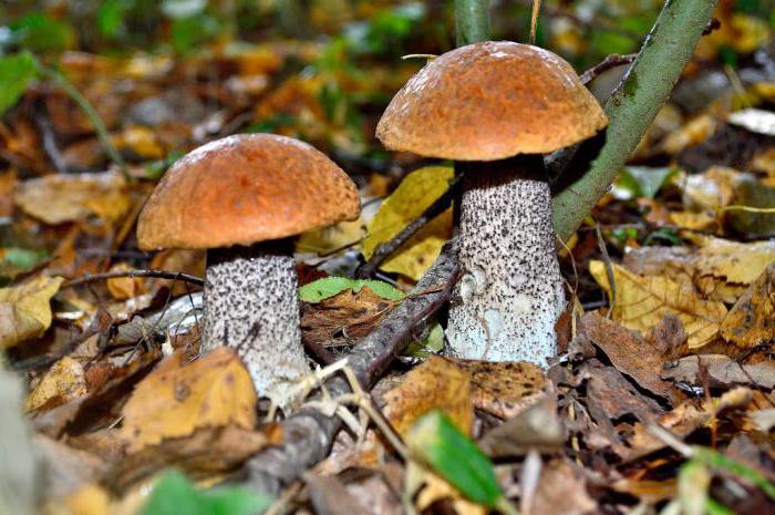 mushroom picking in Belarus