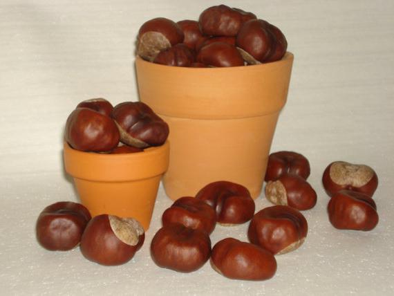 how to make a chestnut tree