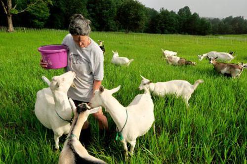 family dairy farms