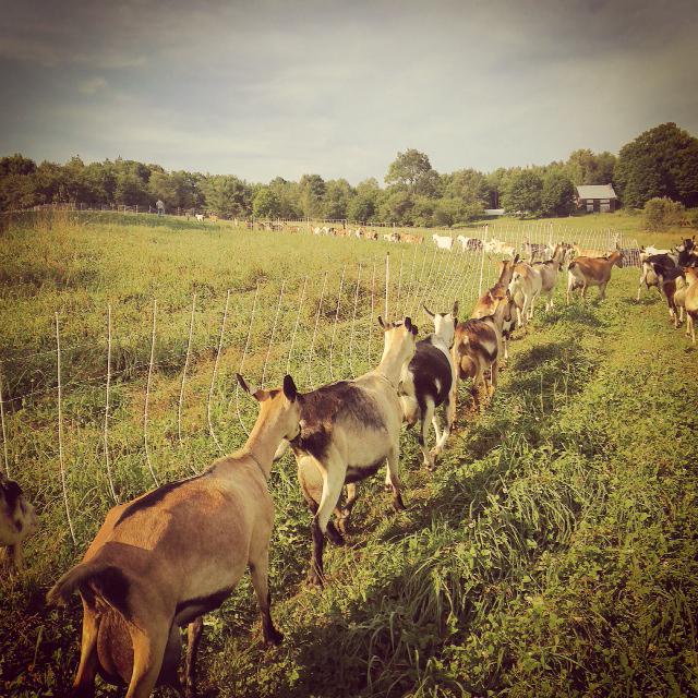 family farm projects