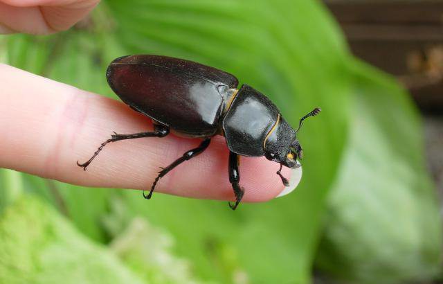 ground beetle species