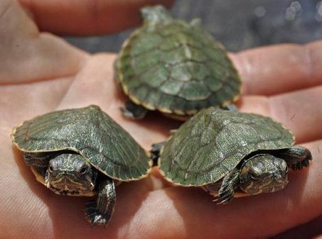 черепаха китайский трионикс цена