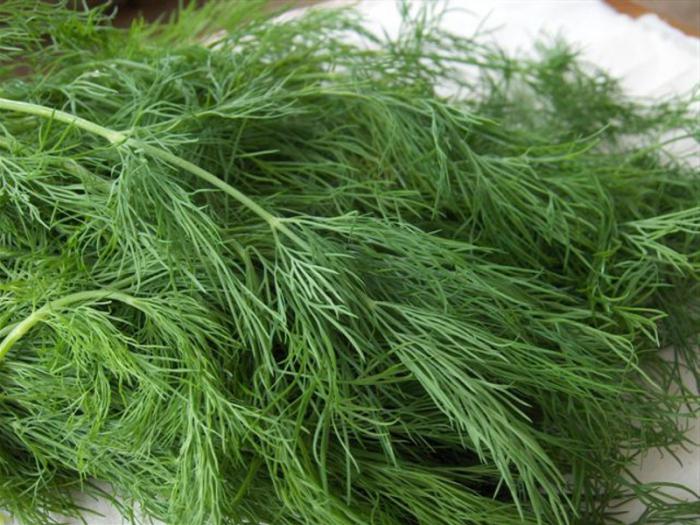 how to plant dill