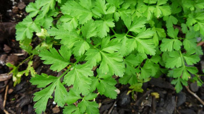 how to sow dill and parsley