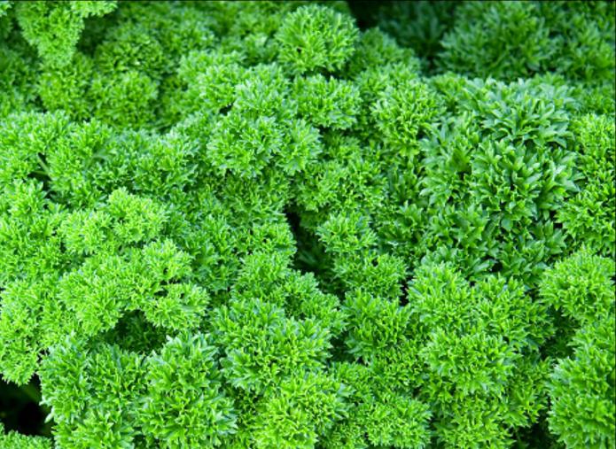 parsley and dill at home