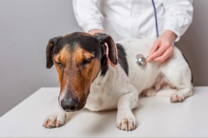 лечение панкреатита у собак