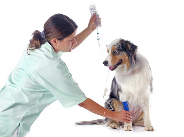 Панкреатит у собаки лечение лекарства thumbnail