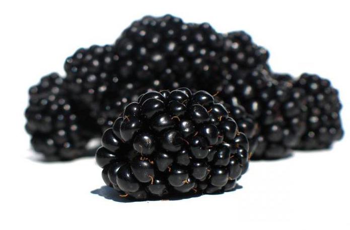 blackberry breeding