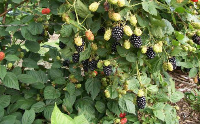 how to grow blackberries