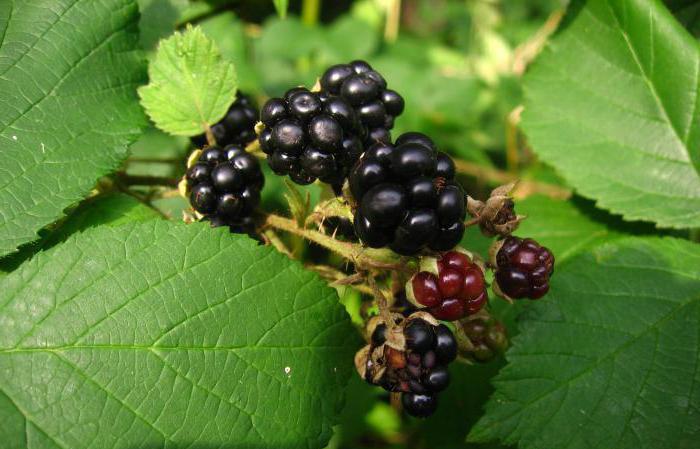 blackberry disease