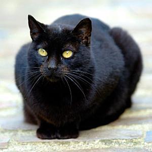 увидеть во сне черную кошку