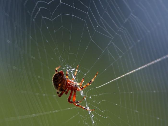 к чему снятся большие пауки