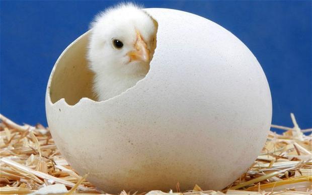сонник яйца цыплята