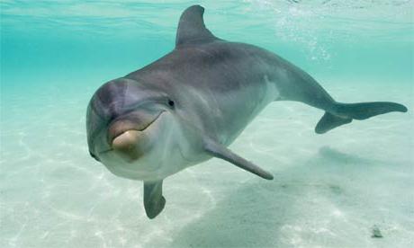 animals of the arctic ocean