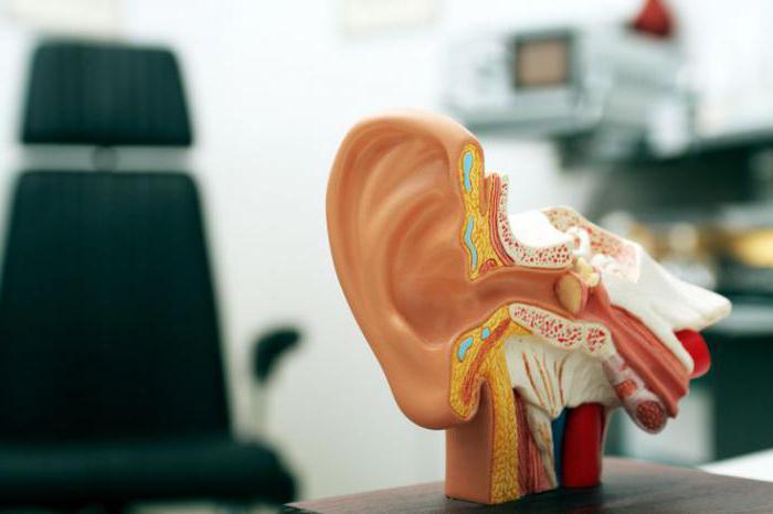 строение уха человека анатомия
