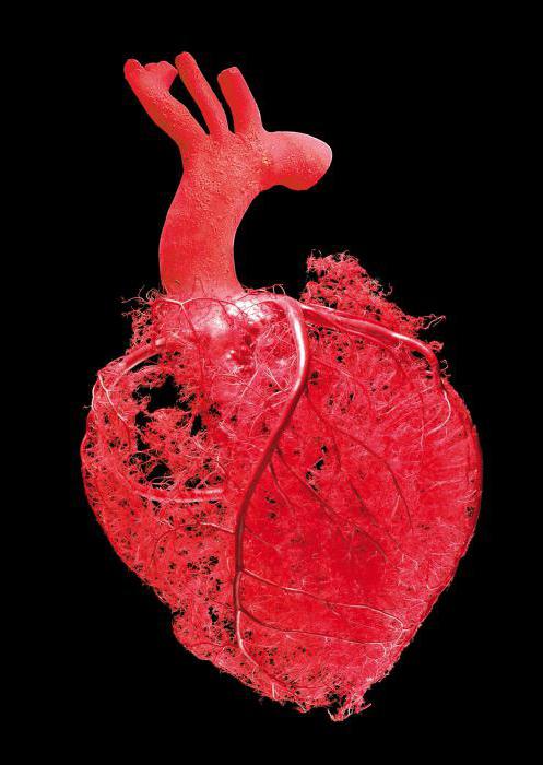 артерии сердца 