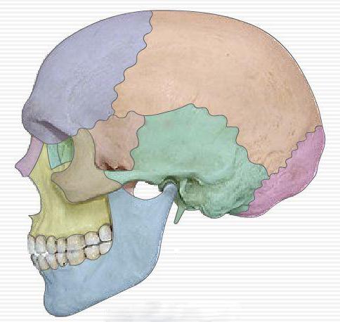 топография черепа