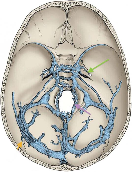 топография основания черепа